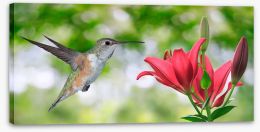 Iridescent hummingbird Stretched Canvas 90441105