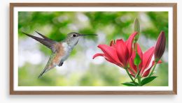 Iridescent hummingbird Framed Art Print 90441105