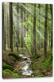 Forests Stretched Canvas 91098692