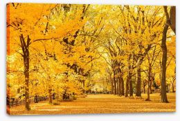 Golden fall in Central Park Stretched Canvas 91734842