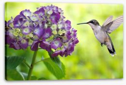 Hydrangea hummingbird Stretched Canvas 91899081