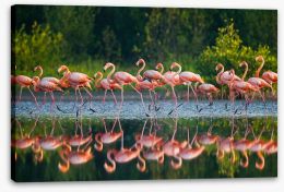 Flamingo run Stretched Canvas 92614881