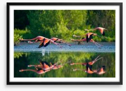 Flamingo fly Framed Art Print 92614950
