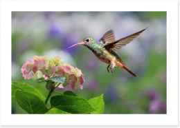 Hummingbird on hydrangea Art Print 92991255