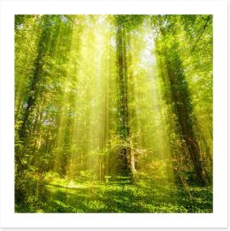Forests Art Print 93146205