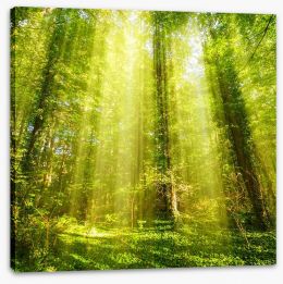 Forests Stretched Canvas 93146205