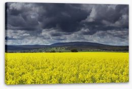 Canola field storm Stretched Canvas 93685719