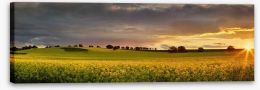 Canola sunset panorama Stretched Canvas 93685835