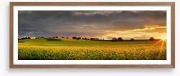 Canola sunset panorama Framed Art Print 93685835