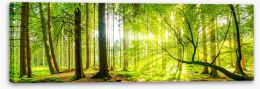 Forests Stretched Canvas 93868389