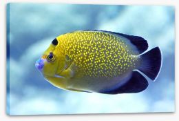 Goldflake angelfish Stretched Canvas 95473424