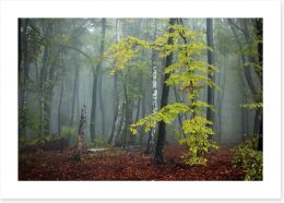 Forests Art Print 95526392