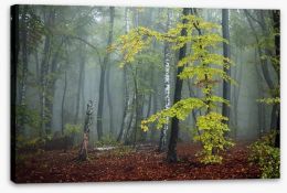 Forests Stretched Canvas 95526392