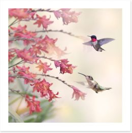Hummingbirds and wildflowers Art Print 96388523