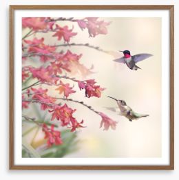 Hummingbirds and wildflowers Framed Art Print 96388523
