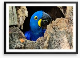 Hyacinth macaw hello Framed Art Print 98159049