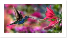 Hummingbird hover Art Print 98278440