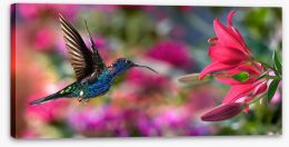 Hummingbird hover Stretched Canvas 98278440