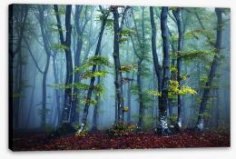 Forests Stretched Canvas 99226427