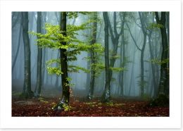 Forests Art Print 99226437