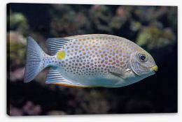 Fish / Aquatic Stretched Canvas 99844864