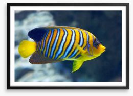 Fish / Aquatic Framed Art Print 99845303