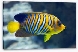 Fish / Aquatic Stretched Canvas 99845303