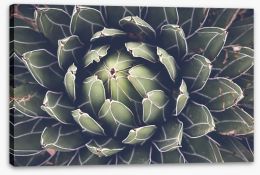 Agave succulent Stretched Canvas 99878281