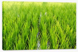 Rice plants