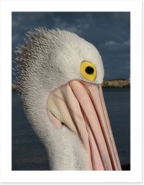 Australian pelican Art Print LH0005