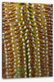 Yellow banksia Stretched Canvas LH0010