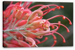 Pink grevillea Stretched Canvas LH0014