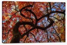 Maple in fall Stretched Canvas LH0031