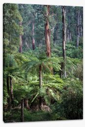 Forest ferns Stretched Canvas LH0032