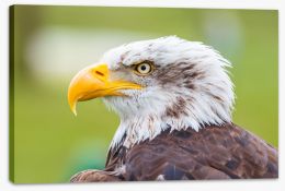 Brazen bald eagle