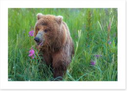 Bear in the grass Art Print SL0028