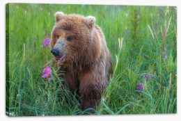 Bear in the grass