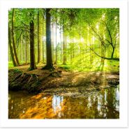 Forests Art Print 101332192
