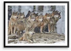 The wolf pack Framed Art Print 101627052