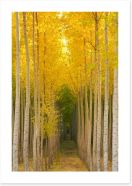 Forests Art Print 102098699