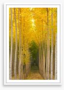 Path in the trees Framed Art Print 102098699