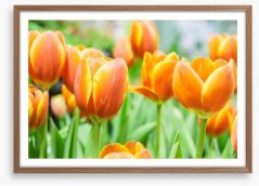 Golden tulips Framed Art Print 102283652
