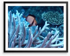 Fish / Aquatic Framed Art Print 103672119