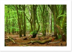Forests Art Print 104709289