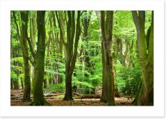 Forests Art Print 104709295