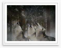 Howling at the moon Framed Art Print 105191281