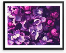 For the love of Lilac Framed Art Print 108289994