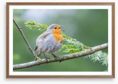 Chirping robin Framed Art Print 108438109