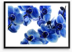 Orchid blue Framed Art Print 108719239