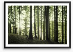 Forests Framed Art Print 109074400